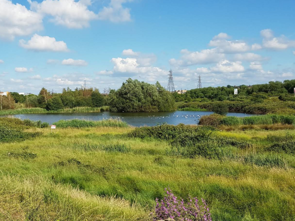 Crayford Marshes